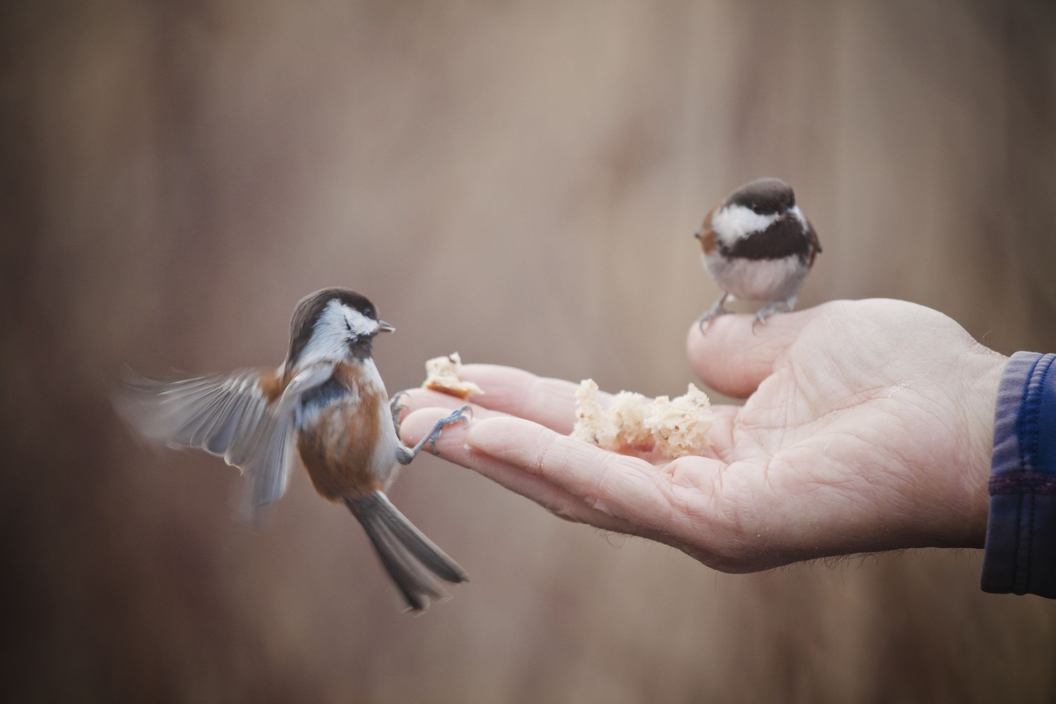 She likes birds. Feeding Birds. Bird eating. Beautiful Birds eating. Feed Birds табличка.