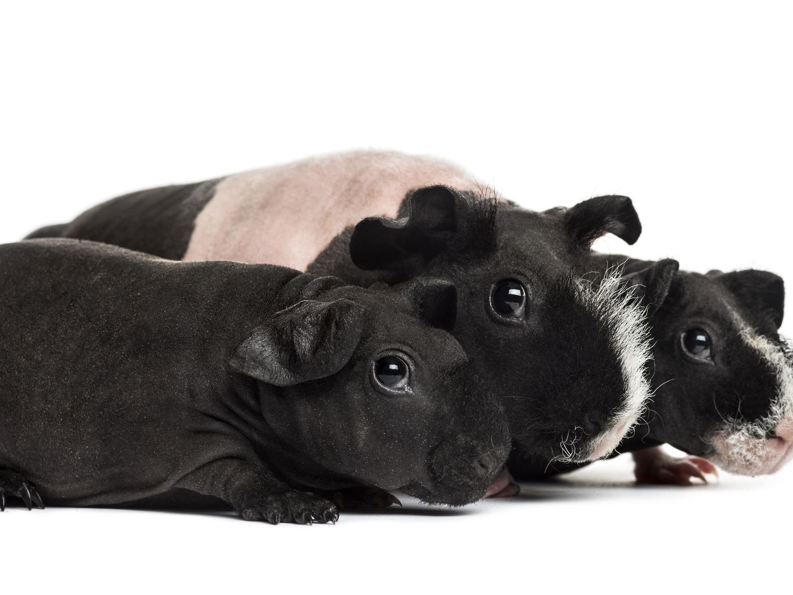 Hairless Guinea Pigs Skinny Pigs And Baldwins