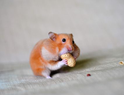 Keeping And Caring For Pet Syrian Hamsters